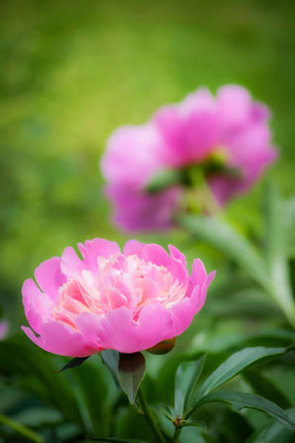 XOLDAA BALSAM FLOWER SEEDS Seed(30 per packet)