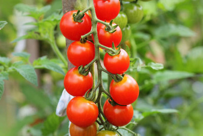 Oliver tomato Seed(55 per packet)