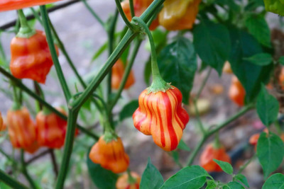 KNESSiN Easy to Grow Hot Zebrange Chilli Vegetable Seeds for Garden-(2400 Seeds) Seed(2400 per packet)