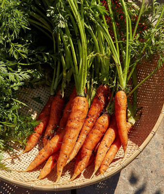 CYBEXIS TLX-41 - Scarlet Nantes Carrot - (2250 Seeds) Seed(2250 per packet)