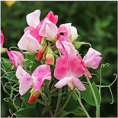 Qualtivate RES-1A Dwarf Cupid Pink Sweet Pea Seeds Seed(200 per packet)