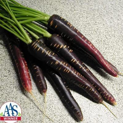 VibeX VXI-19 - Carrot - Purple Haze - (750 Seeds) Seed(750 per packet)