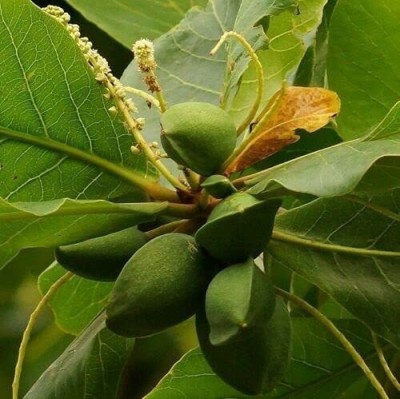 VibeX ® XLR-41 Prunus dulcis/Almond/Badam/Sweet Almond Seeds Seed(25 per packet)