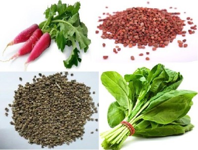 GARDENIFY INDIA PALAK, RADISH Seed(50 per packet)