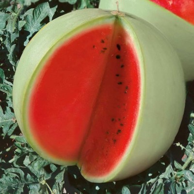 KNESSiN Watermelon Snow from Ukraine-{200 Seeds} Seed(200 per packet)