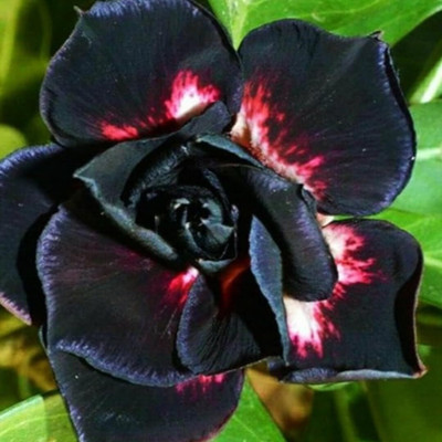 CRGO ADENIUM Seed(90 per packet)