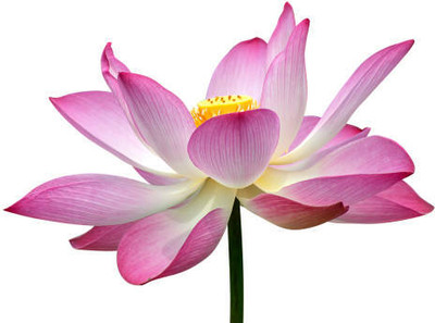 MSD lotus,kamal gatta Seed(15 per packet)