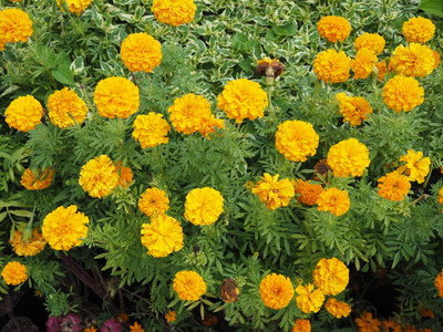 GREENZ marigold/gende ka phool flower seeds Seed(75 per packet)