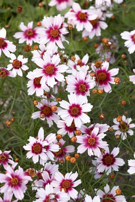 Lorvox Candytuft Mix Color Flower Seed(120 per packet)