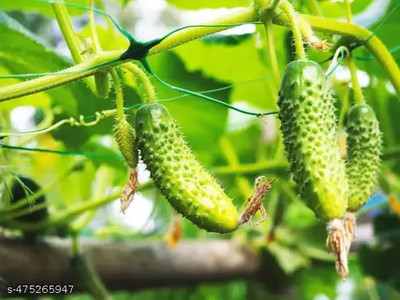 LPR KARELA ,BITTAR GOURD Seed(50 per packet)