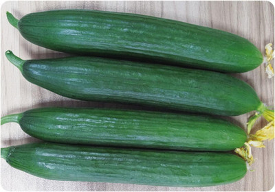 Qualtivate PUA-1A Cucumber Chinese Long for Salads Seed(300 per packet)
