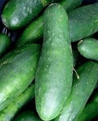 WILLVINE VXI-333 Ashley Slicing Cucumber Seeds Seed(200 per packet)