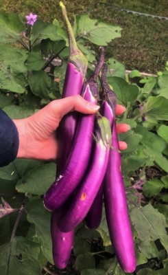 UGRA Chinese Eggplant Purple Shine Seed(300 per packet)