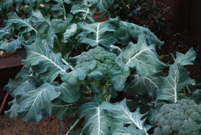 KNESSiN Broccoli Blue Wind Seed(200 per packet)