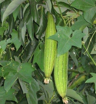VibeX PAU-45 - Luffa Sponge Gourd Vegetable - (100 Seeds) Seed(100 per packet)