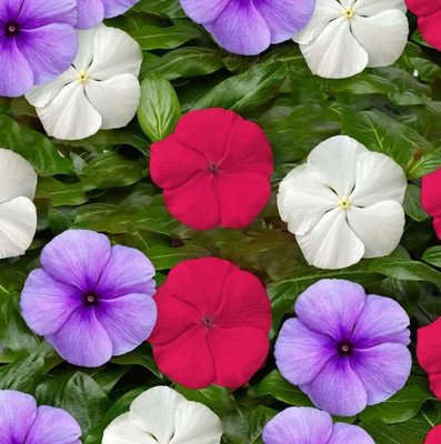 CORUS Patriot Mix Vinca Seeds Seed(80 per packet)