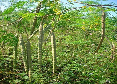 VibeX ® XLR-39 Moringa Oleifera Seeds Seed(100 per packet)