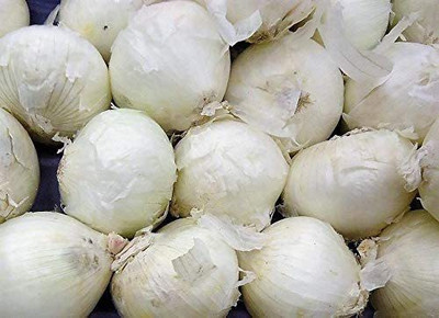 CYBEXIS XLR-91 - White Sweet Spanish Onion - (4500 Seeds) Seed(4500 per packet)