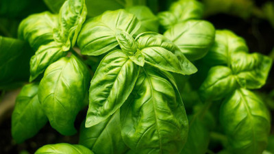 VibeX ® VLR-20 Basil Nufar(Ocimum basilicum) Seed(1000 per packet)