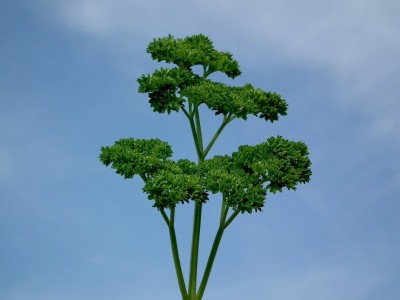 SOWCAN Parsley Seeds - Rare variety - Easy to grow Seed(100 per packet)