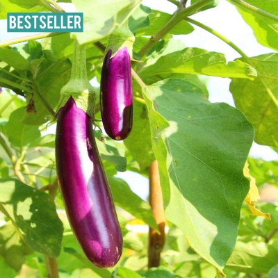 DEYS AGRO ™ brinjal seeds, jungle long brinjal seeds hybrid, begun|baigan|bagan Seed(145 per packet)