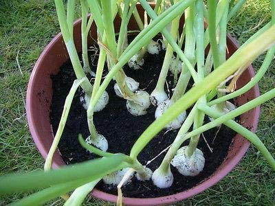 WILLVINE VVI-582 Onion - Barletta - Cocktail Onions Seed(1000 per packet)
