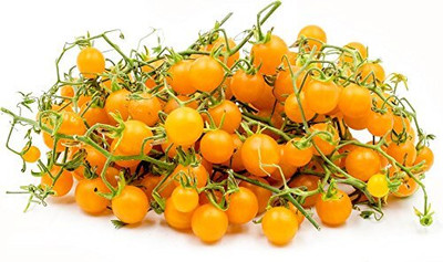 WILLVINE Yellow Cherry Tomato F1 Hybrid [1g, 300 Seeds] Seed(300 per packet)