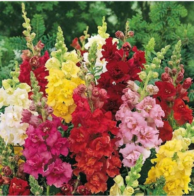 ROWTH Antirrhinum Dog Flower Semi Tall Mix Seed(150 per packet)