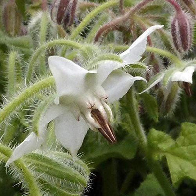 CYBEXIS VXI-70 - White Borage Herb - (1350 Seeds) Seed(1350 per packet)