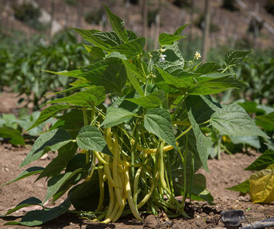 AloGardening Beans F1 Hybrid Vegetable Seeds Seed(30 per packet)
