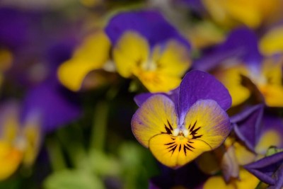 OGIVA Dark JOHNNY JUMP UP Violet Viola Pansy Tricolor Seed(500 per packet)