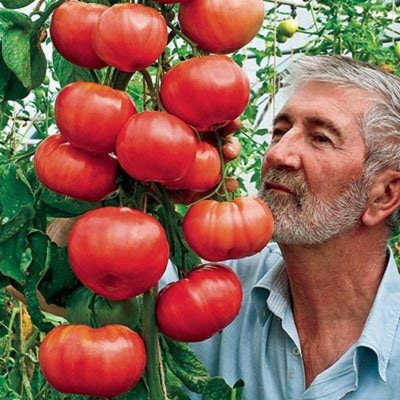EVY Tomato Seed Seed(1 per packet)