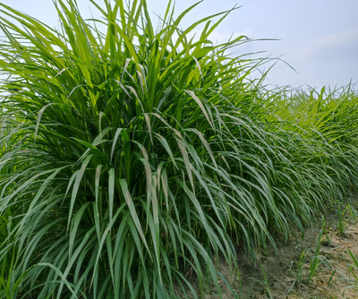NaturalAgrocare Co4 napier grass, Napier grass Seed(500 per packet)