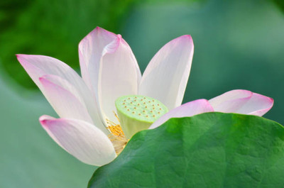 Dbbrothers lotus,kamal gatta Seed(10 per packet)