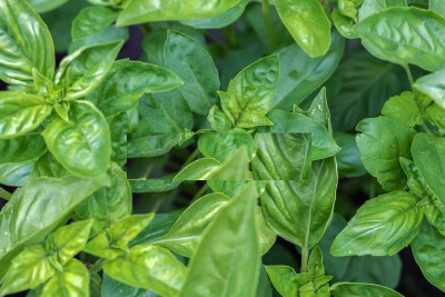 VibeX ® VMR-21 Spicy globe French basil Seed(1000 per packet)