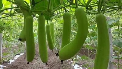 Aywal Bottle Gourd (Lauki/Lau/Clabash) Seed(50 per packet)