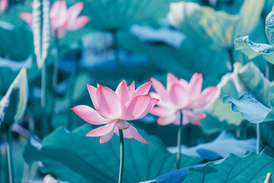 SIDDHARTH FISH FARM lotus,kamal gatta Seed(11 per packet)