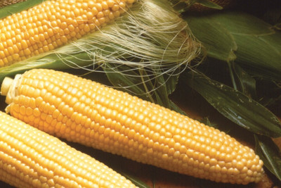 DRoz American Sweet Corn HYBRID Premium Exotic Seeds For Kitchen Garden - Pack of 15 Seeds F1 HYBRID Seed(15 per packet)