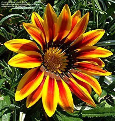 MAA Gazania Seed(30 per packet)