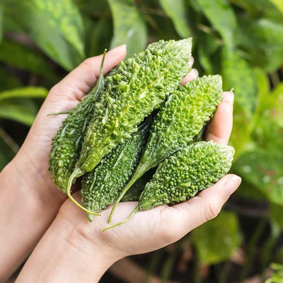 ACMS Bitter Gourd Squash Seeds (Balsam-Pear/Karela) Planting Rare and Hard to Find Seed(40 per packet)