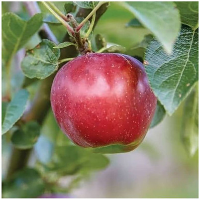 Decon Apple Seed(10 per packet)