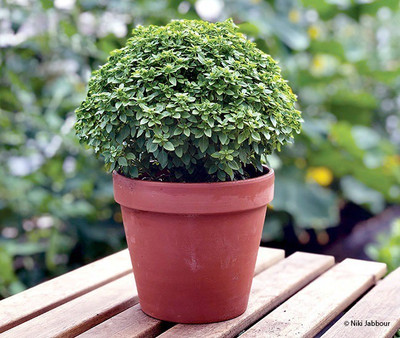 VibeX TLX-75 - Greek Basil (Ocimum basilicum) - (13500 Seeds) Seed(13500 per packet)