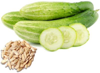 Qualtivate GBPT-4A Pusa Cucumber Seed Seed(300 per packet)