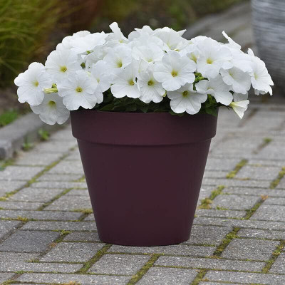 Qualtivate NBIR-240 Petunia Seeds - E3 Easy Wave White Seeds Seed(50 per packet)