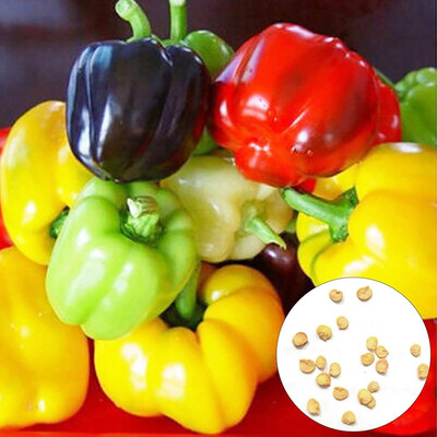 CYBEXIS Rainbow Capsicum Bell Pepper Seeds1200 Seeds Seed(1200 per packet)