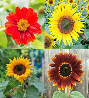 SEMINA VITA sunflower seeds for planting at home Seed(14 per packet)