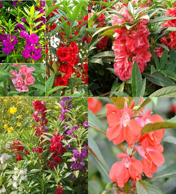ibains Balsam mixed flower seed beez 65 Seed(65 per packet)