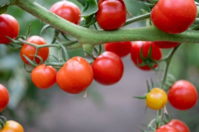 KLARKEE tomato Seed(120 per packet)