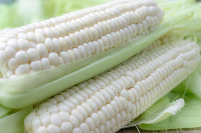 WILLVINE SYN -XVI F1 Hybrid Bisco X-5219 Sweet Corn -[100g] Seed(400 per packet)