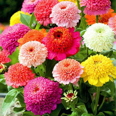UGRA Zinnia 'Scabiosa Flowered Mix' Seed(10 per packet)